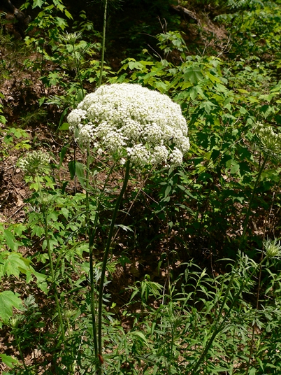 {Daucus carota}